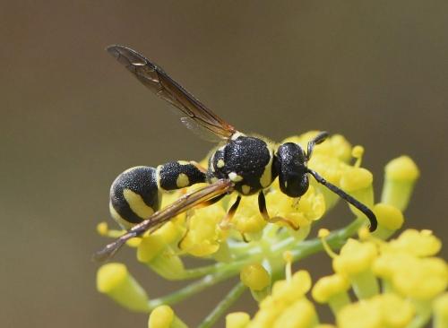 Eumenes sp.